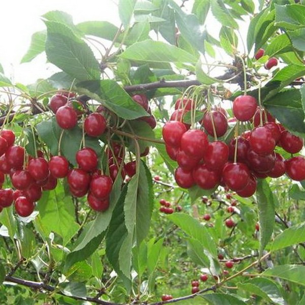 Воронежский плодово-ягодный питомник