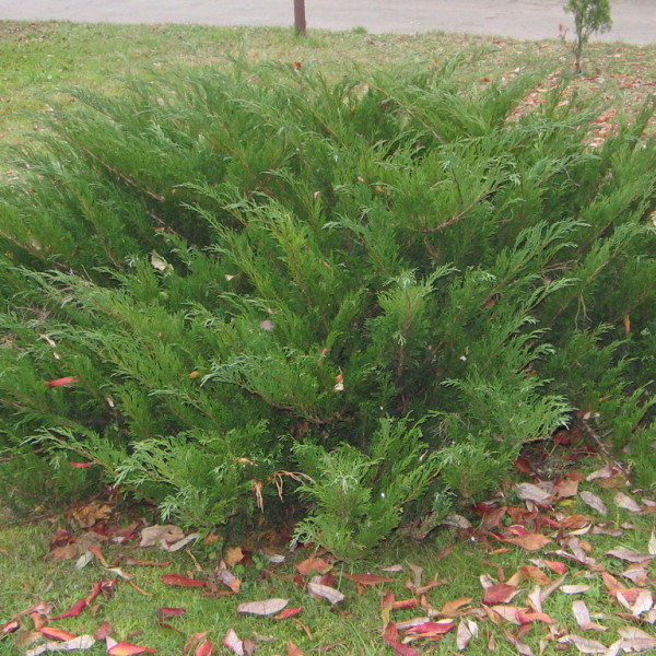 Tamariscifolia
