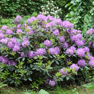 rhododendron-catawbiense-boursault