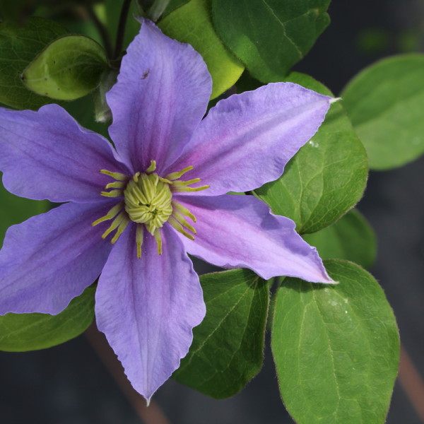 clematis-waldrebe-justa