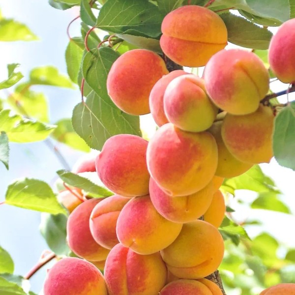 zvezdnyj_1 zvezdnyj_1